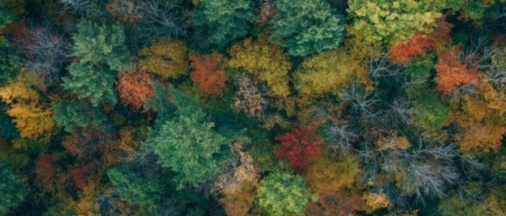 Ein Wald aus der Vogelperspektive sinnbildlich für die Potenziale des Website Header