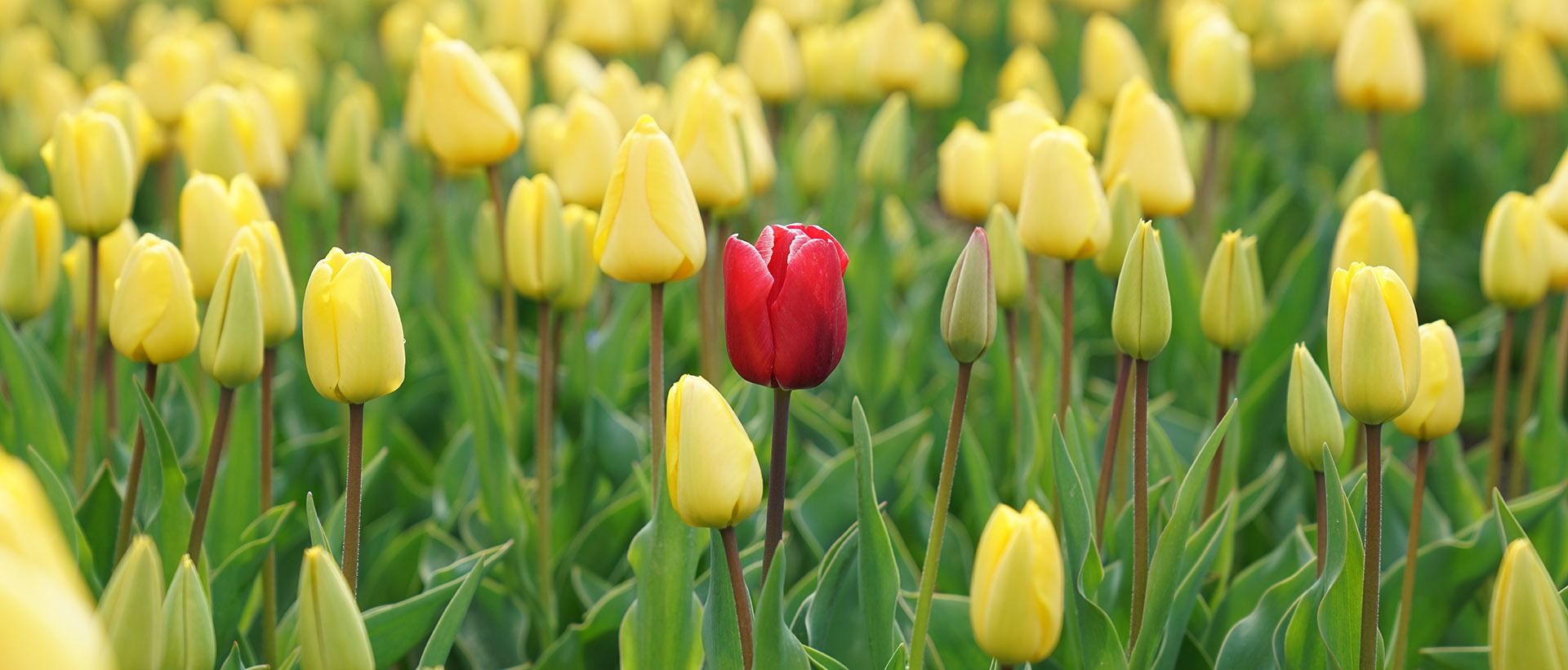 Eine rote Tulpe in einem Feld von gelben Tulpen sinnbildlich dafür, mit gutem Content Marketing aus der Masse herauszustechen