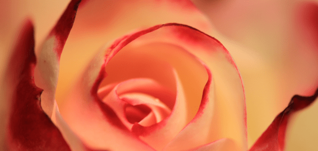 Eine gelbrote Rose in der Nahaufnahme, die sinnbildlich für Information Scent steht.