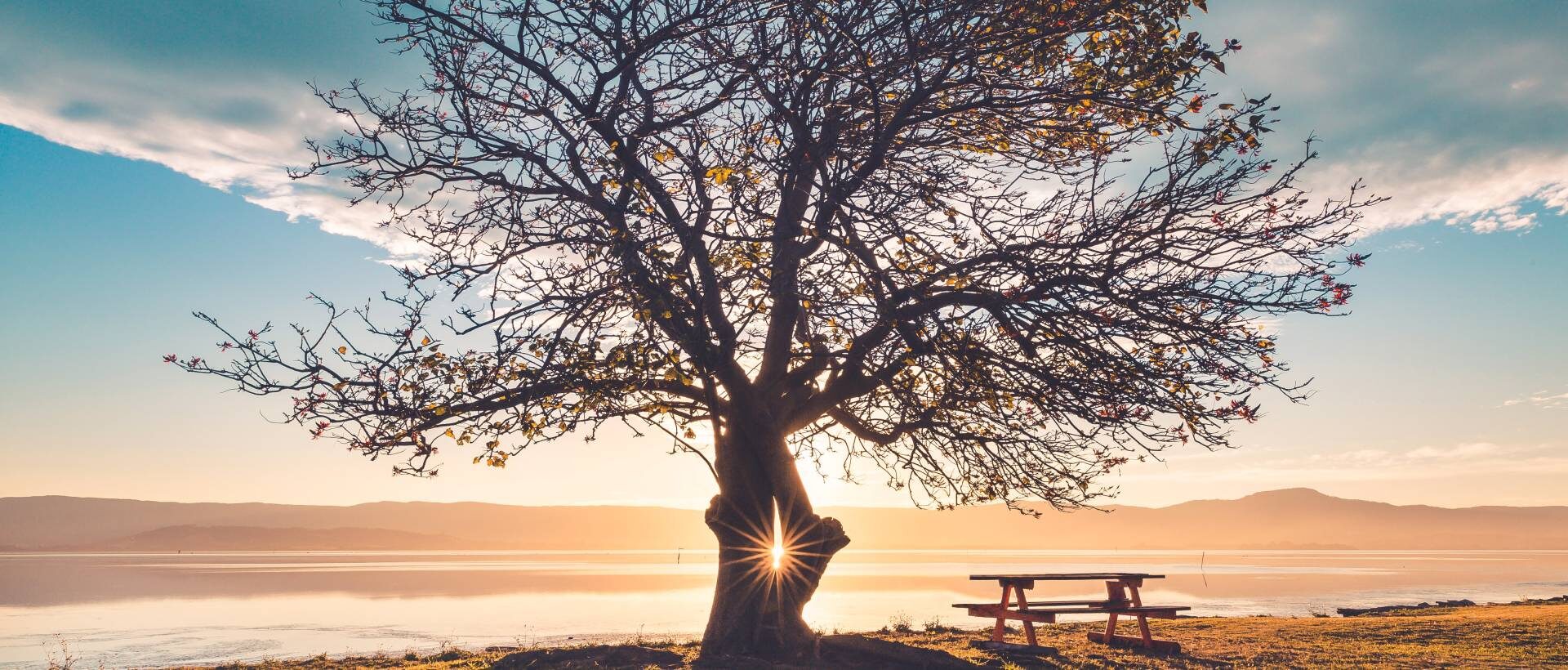 Baum im Sonnenlicht sinnbildlich für die Schritte hinter dem Instagram Marketing.