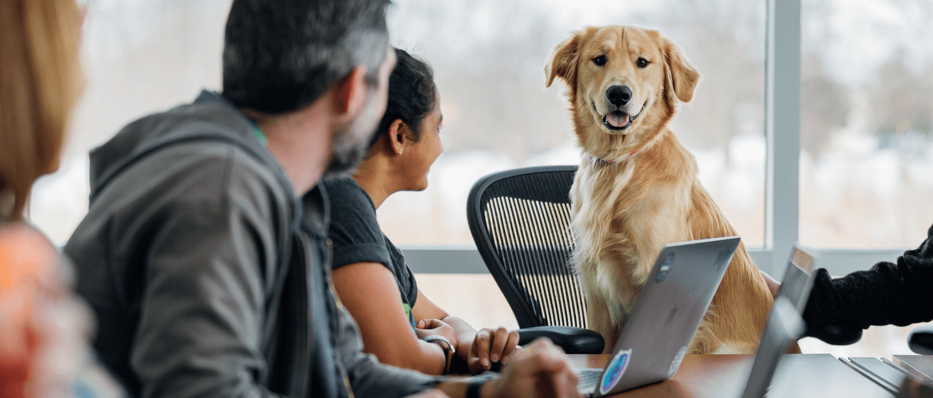 Personen interviewen Hund für Nutzerinsights bei User Research