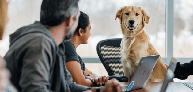 Personen interviewen Hund für Nutzerinsights bei User Research