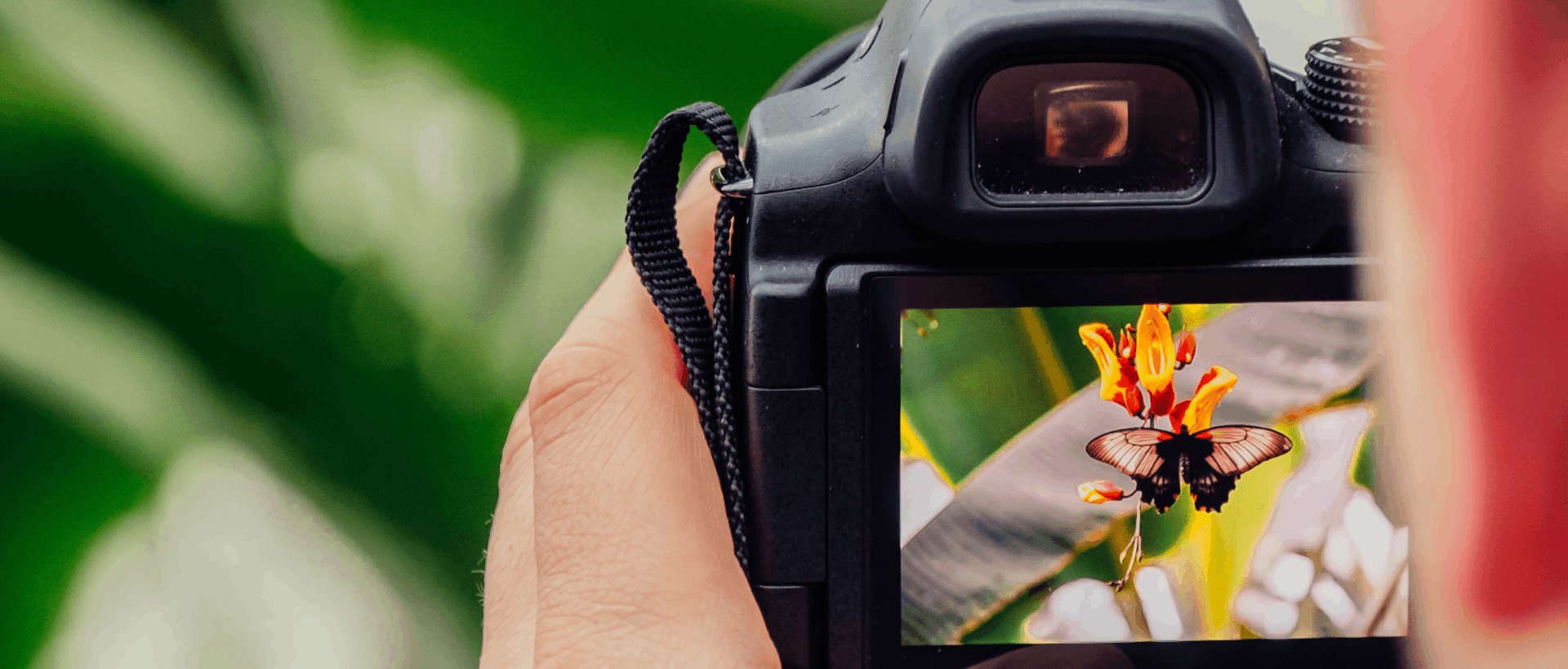 Eine Kamera die einen bunten Schmetterling auffängt sinnbildlich für den Picture Superiority Effect im Web Design xeit