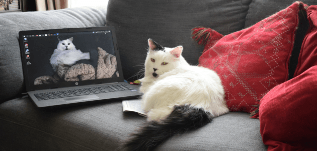 Bild mit Katze auf dem Sofa mit Computer sinnbildlich für zuhause SEO Konferenz verfolgen für SEO 2021