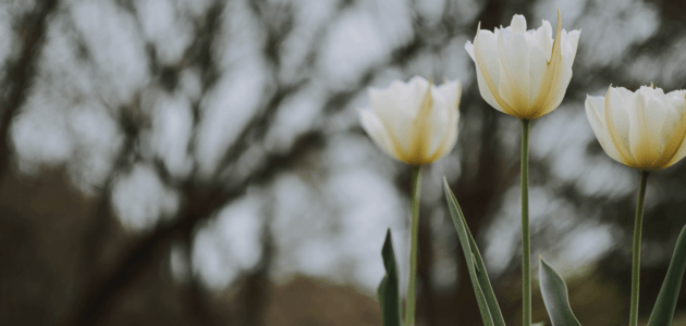 3 Tulpen sinnbildlich für 3 die Core Web Vitals xeit