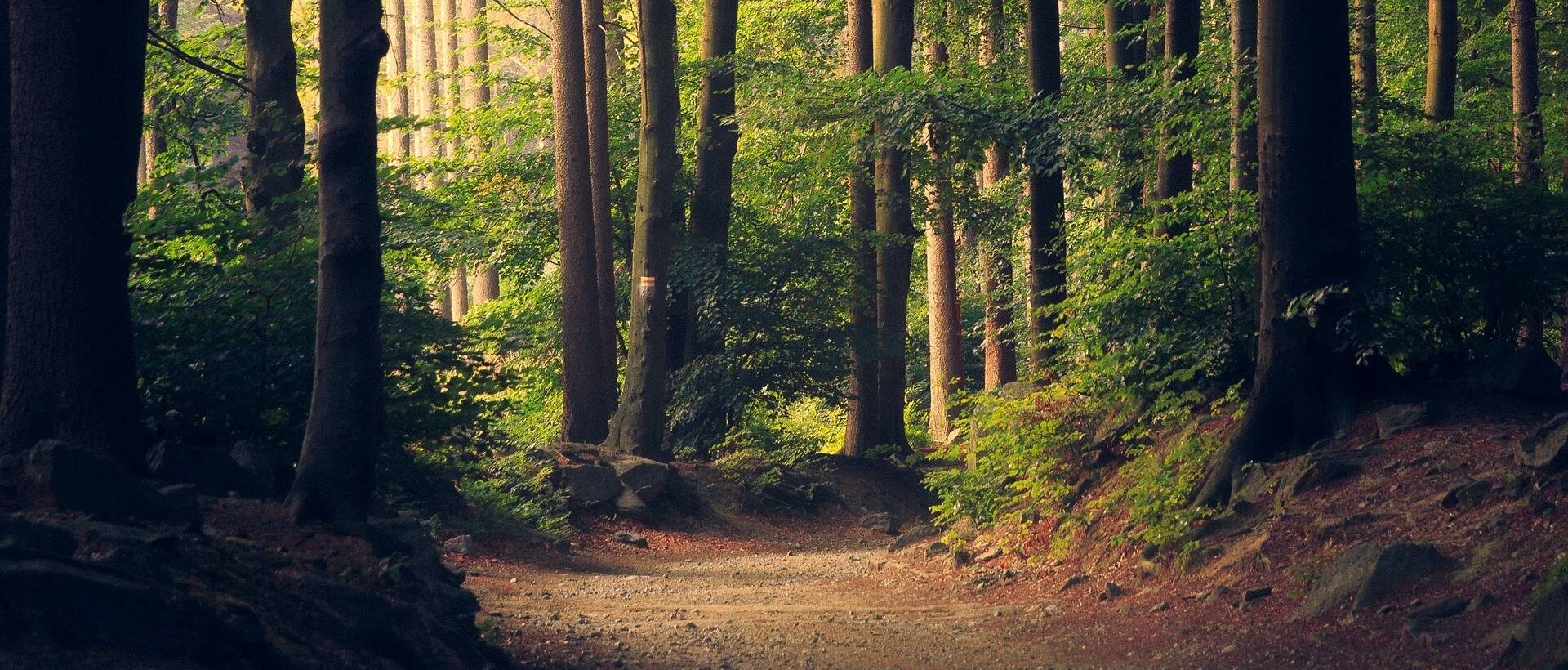 Bild mit einem Weg in einem Wald, wobei der Weg den Leitfaden repräsentieren soll.