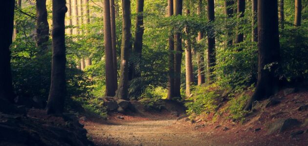 Bild mit einem Weg in einem Wald, wobei der Weg den Leitfaden repräsentieren soll.