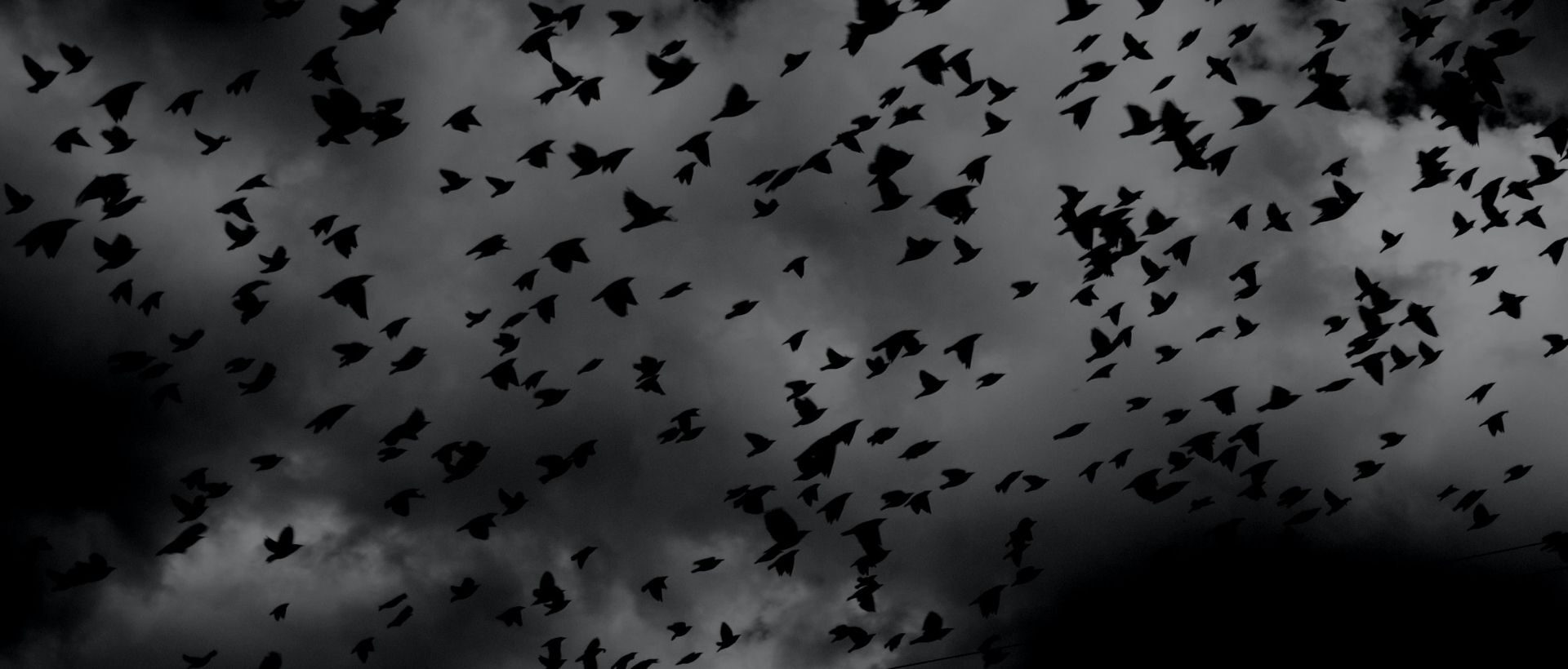 Schwarze Vögel sinnbildich für Dark Pattern im UX Design
