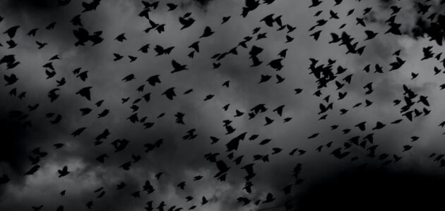 Schwarze Vögel sinnbildich für Dark Pattern im UX Design