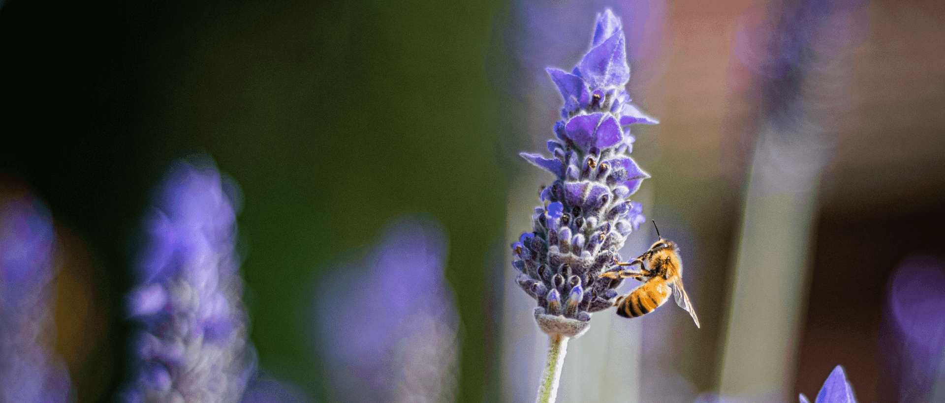 Biene auf einer Lavendelblüte sinnbildlich für kleine Helfer, die auch die Chrome Extensions für die Web und SEO-Analyse sind xeit