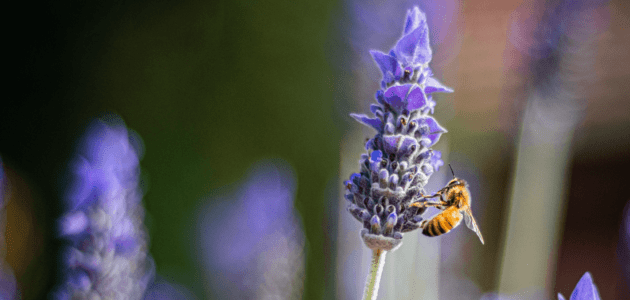 Biene auf einer Lavendelblüte sinnbildlich für kleine Helfer, die auch die Chrome Extensions für die Web und SEO-Analyse sind xeit
