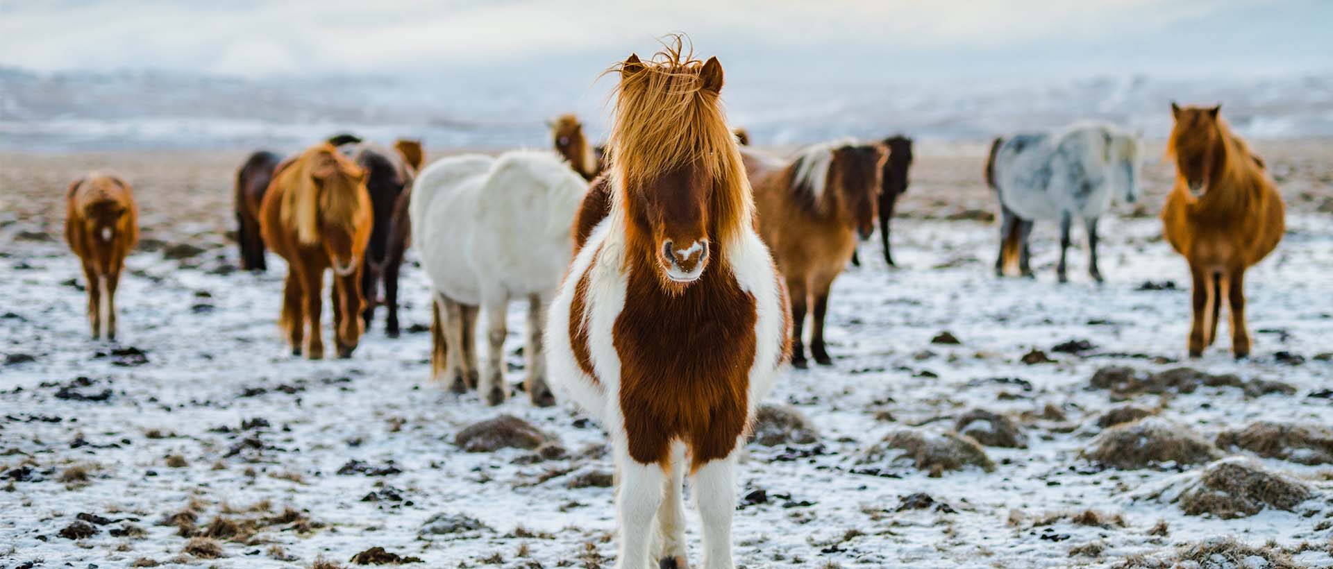 Ponys auf einer Wiese als Symbol für Best of Breed