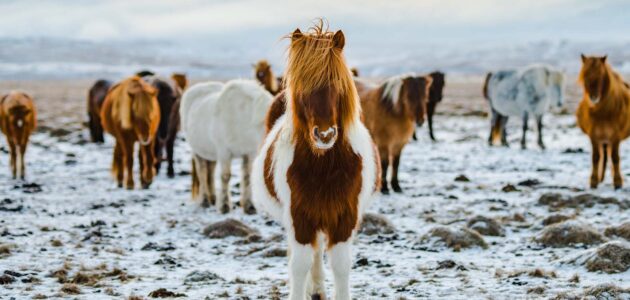 Ponys auf einer Wiese als Symbol für Best of Breed