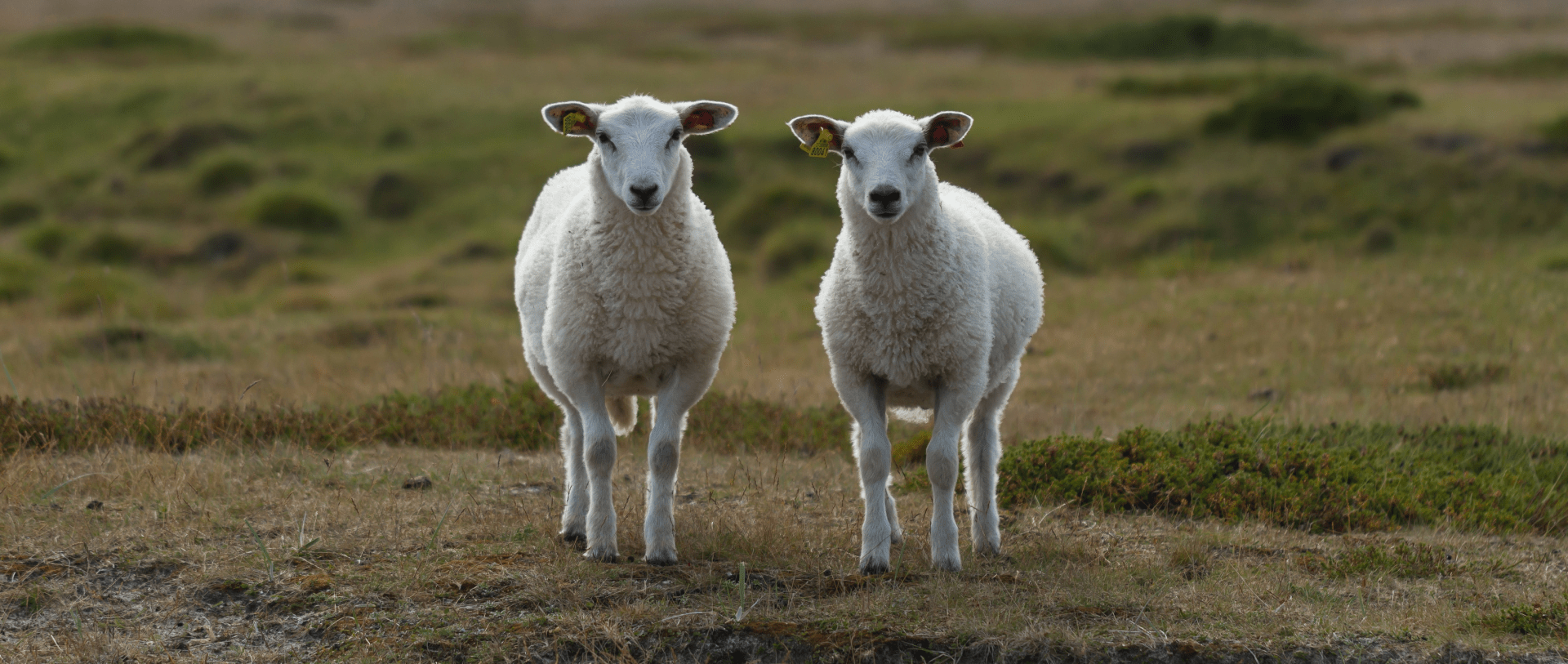Zwei Schafe, die sinnbildlich für Duplicate Content stehen. Anleitung xeit