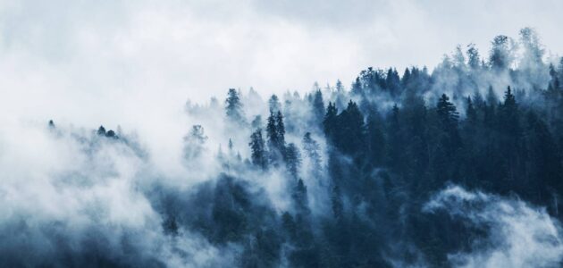 Wald mit benebeltem Himmel als Zeichen für Sitelinks
