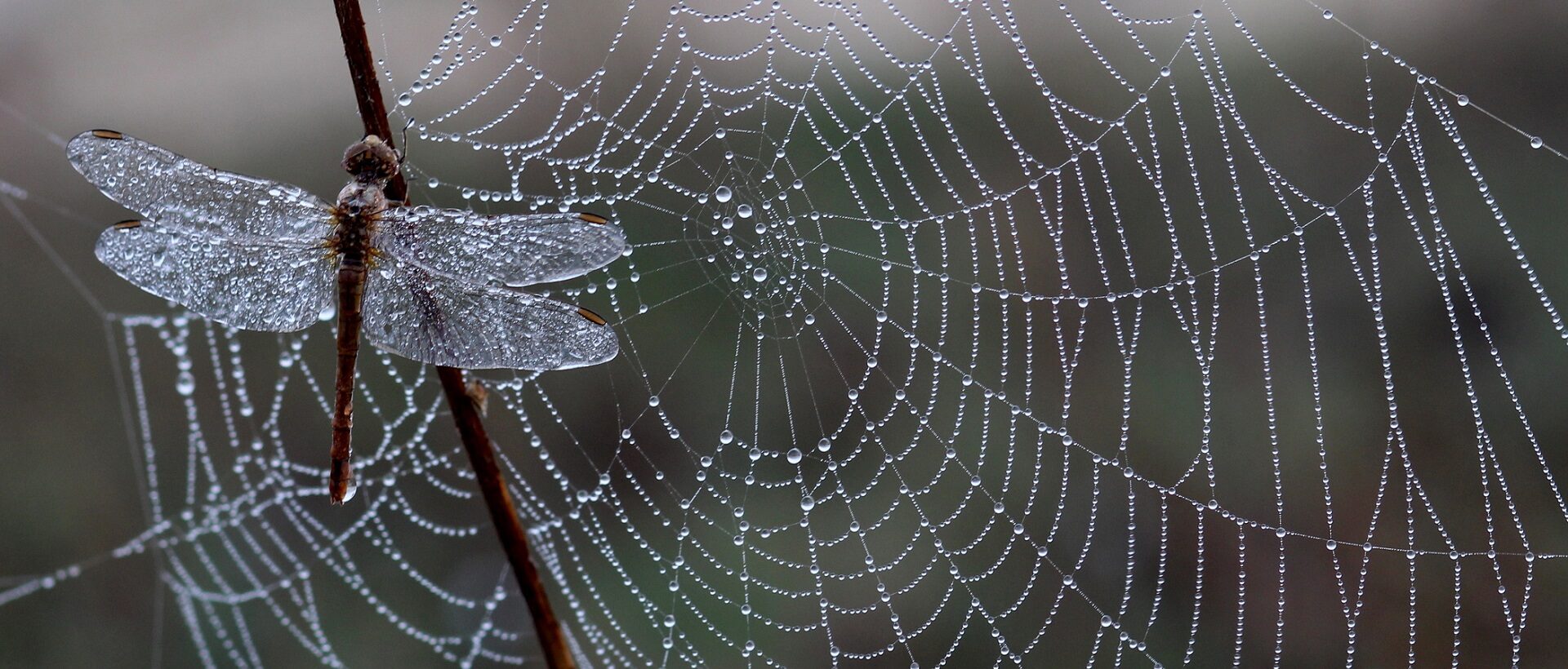 Libelle an Spinnennetz im Regen als Symbol für Backlinks