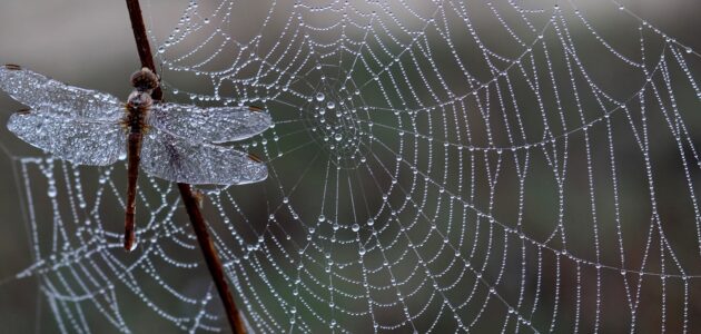 Libelle an Spinnennetz im Regen als Symbol für Backlinks