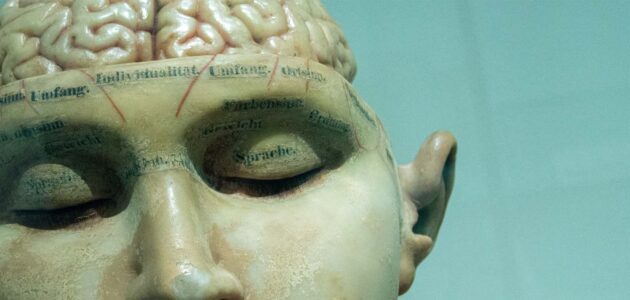 Gehirn als Symbolbild für das menschliche Verhalten