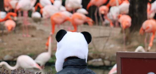 Ein Kind mit einer Panda-Mütze sieht im Zoo den pinken Flamingos zu.