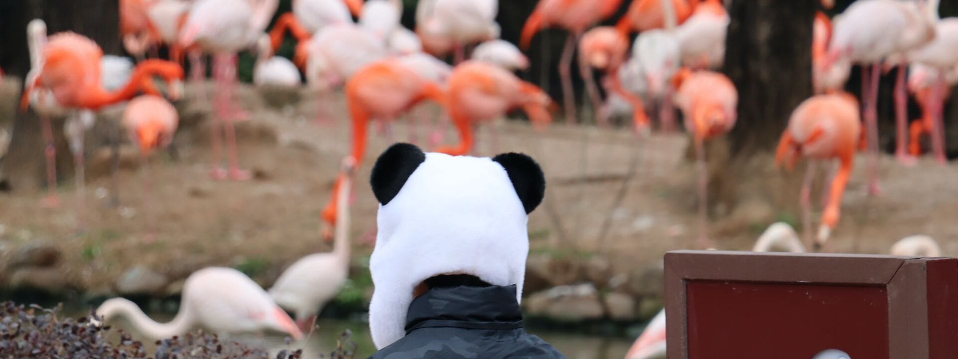 Ein Kind mit einer Panda-Mütze sieht im Zoo den pinken Flamingos zu.
