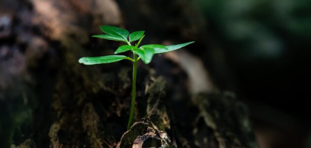 kleine grüne Pflanze, die aus der Erde wächst