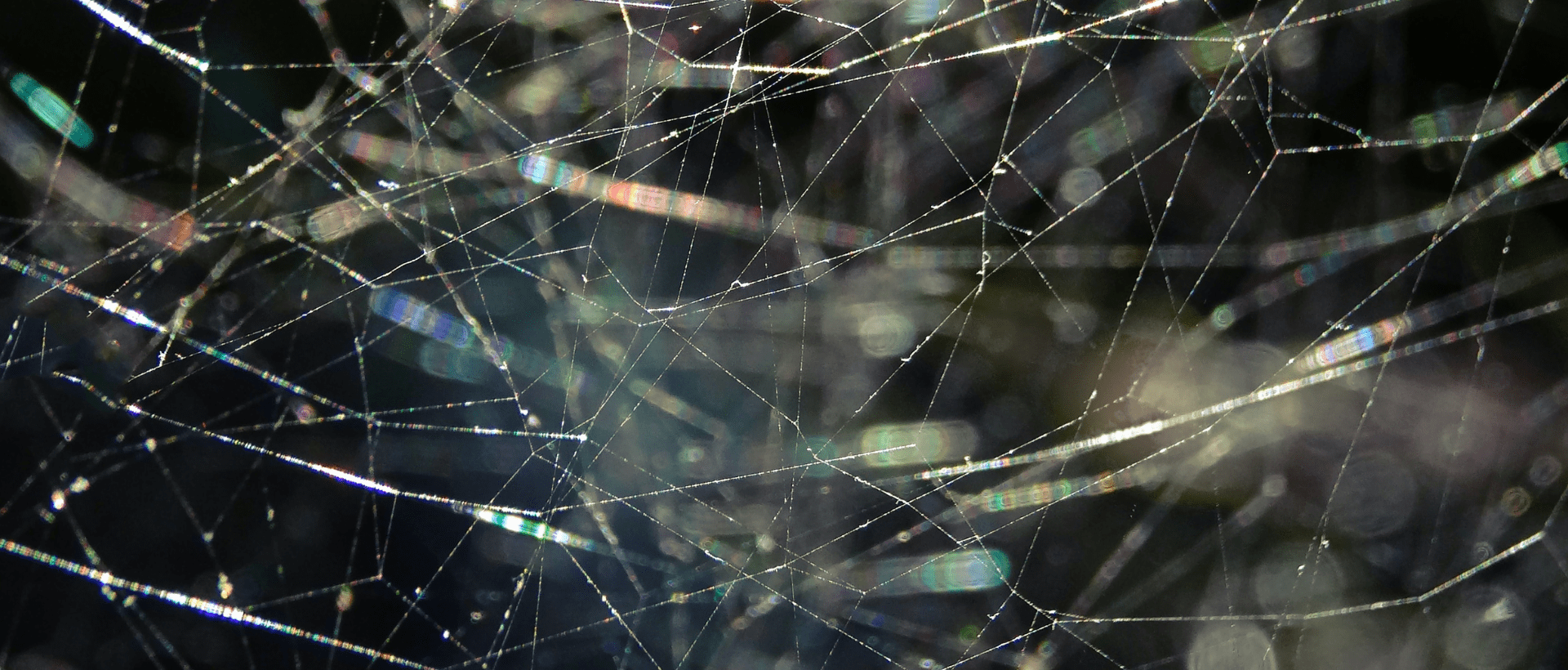 Spinnennetz als Sinnbild für Linkbuilding, xeit